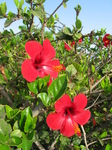 27678 Red hibiscus flowers.jpg